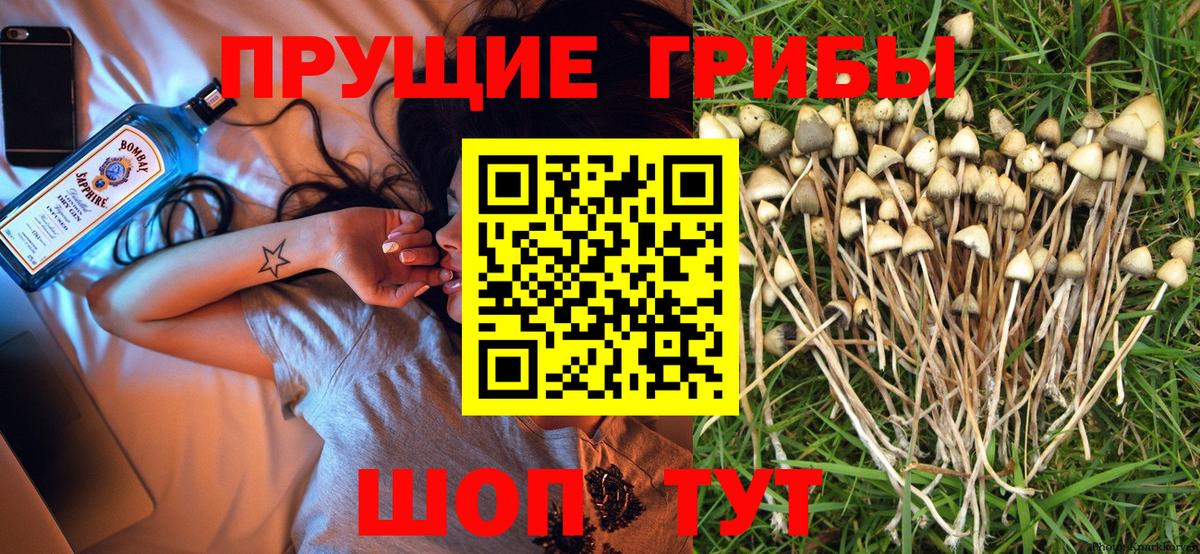 Галлюциногенные грибы Cubensis Малоярославец